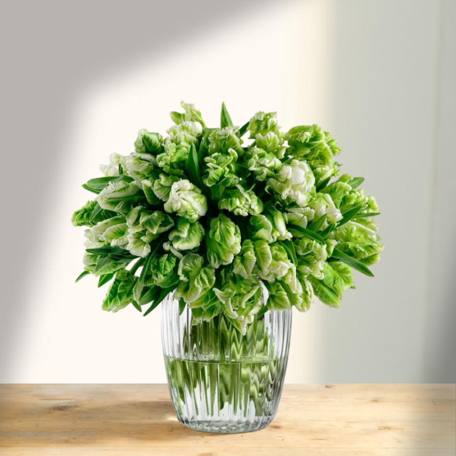 Skintos žaliai baltos tulpės (Tulipa), pilnavidurės, keičiančios spalvą