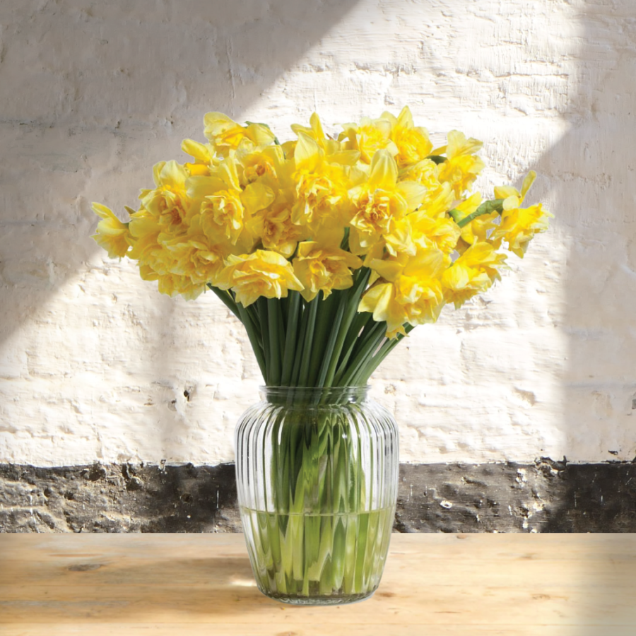Skinti geltoni narcizai (Narcissus), pilnaviduriai