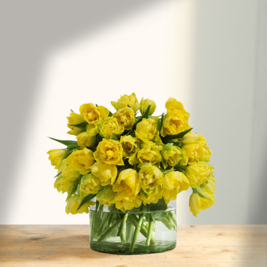 Skintos geltonos spalvos tulpės (Tulipa), pilnavidurės