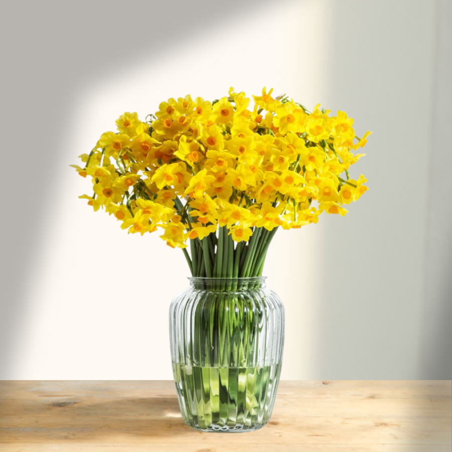 Skinti geltoni narcizai (Narcissus, Daffodil), daugiažiedžiai