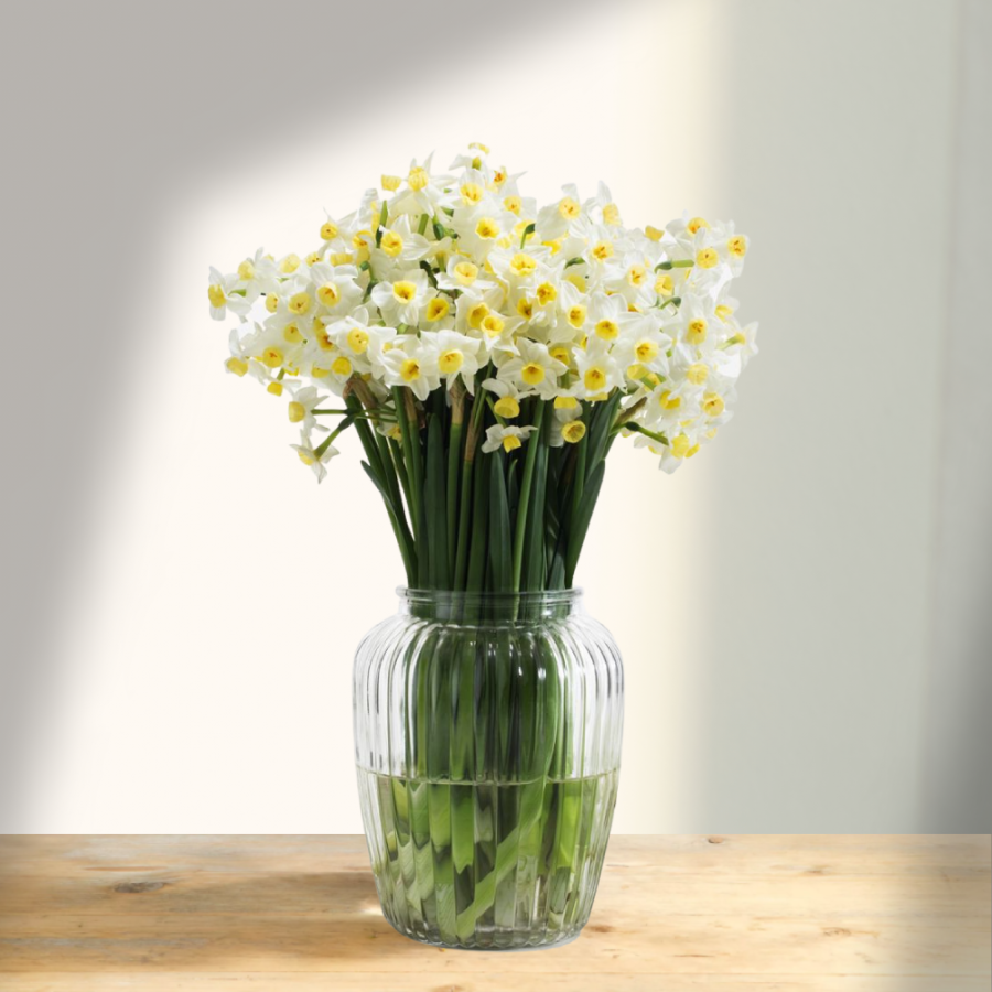 Skinti balti narcizai (Narcissus, Daffodil), daugiažiedžiai