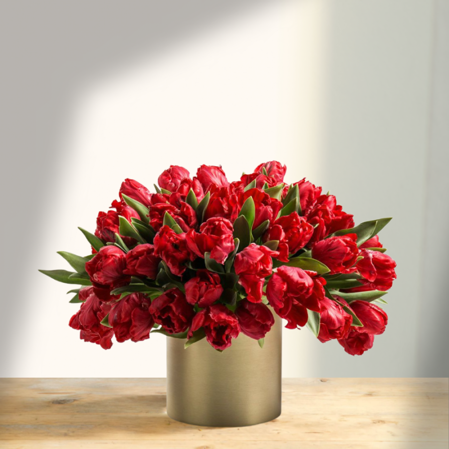 Skintos ryškiai raudonos tulpės (Tulipa), pilnavidurės