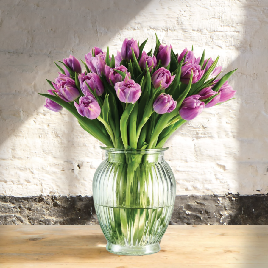 Skintos purpurinės spalvos tulpės (Tulipa), pilnavidurės