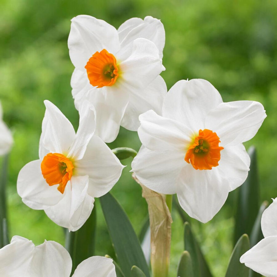 Narcissus Tazetta Cragford