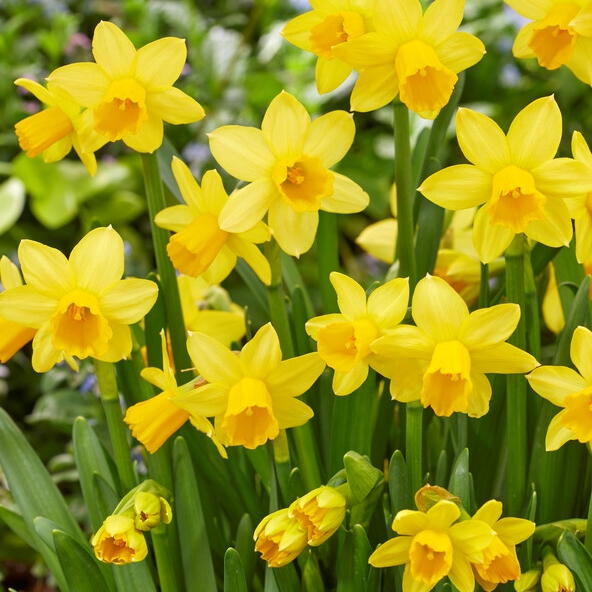 Narcizai, smulkiažiedžiai, svogūninis augalas geltonais žiedeliais su aliuminiu vazonu (Narcissus Tete-a-Tete)