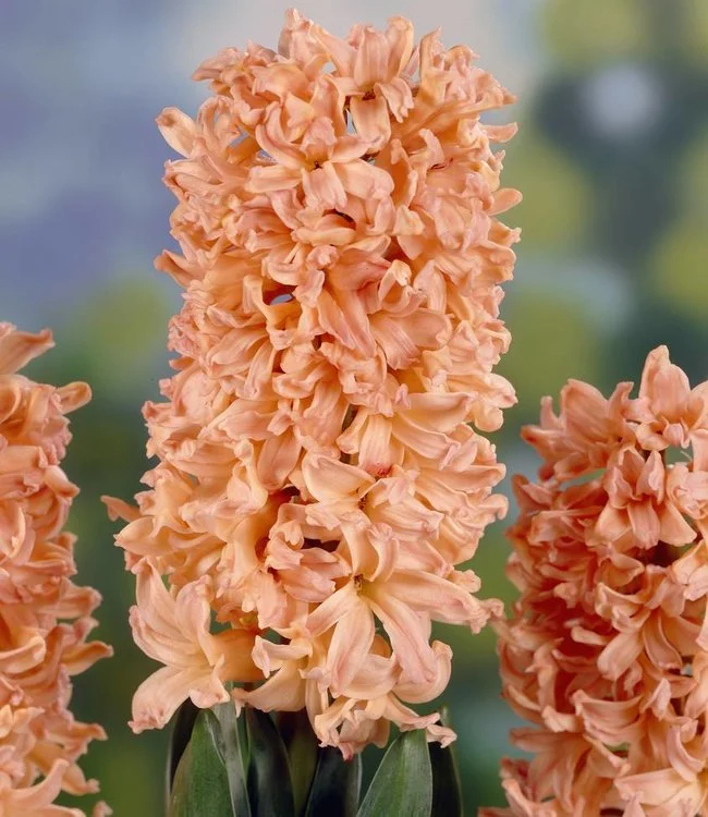 Hiacintai, oranžinės spalvos, svogūninis ir itin kvapnus augalas (Hyacynth)