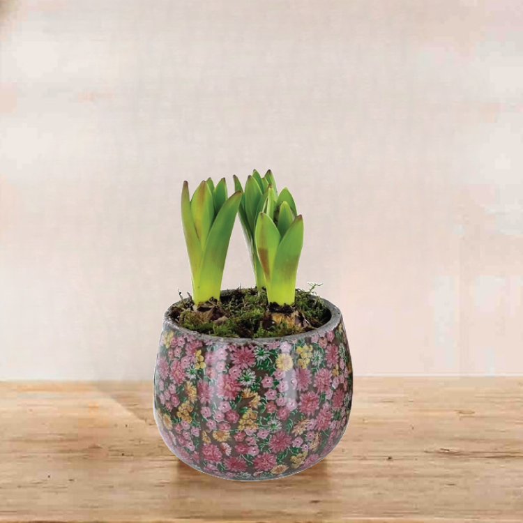 Hiacintai, įvairiaspalviai, svogūninis ir itin kvapnus augalas, su keramikiniu vazonu (Hyacynth)