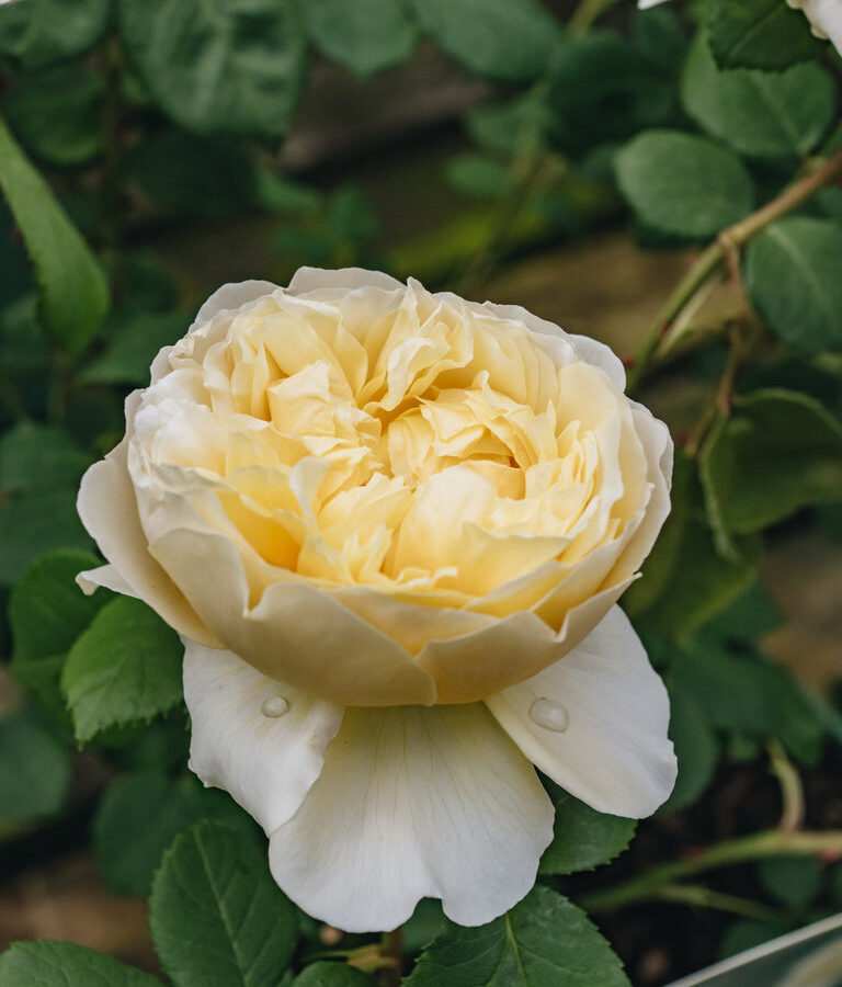 David Austin rožė „Rosa Charles Darwin“