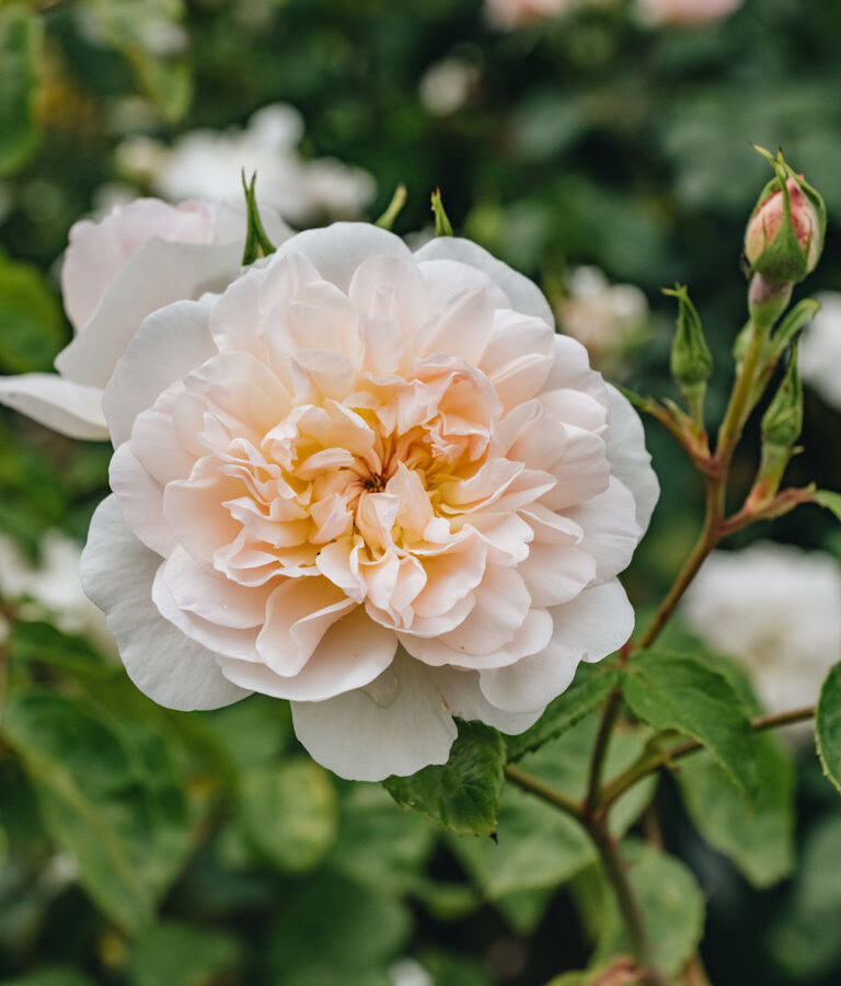 David Austin rožė „Rosa Elizabeth®“