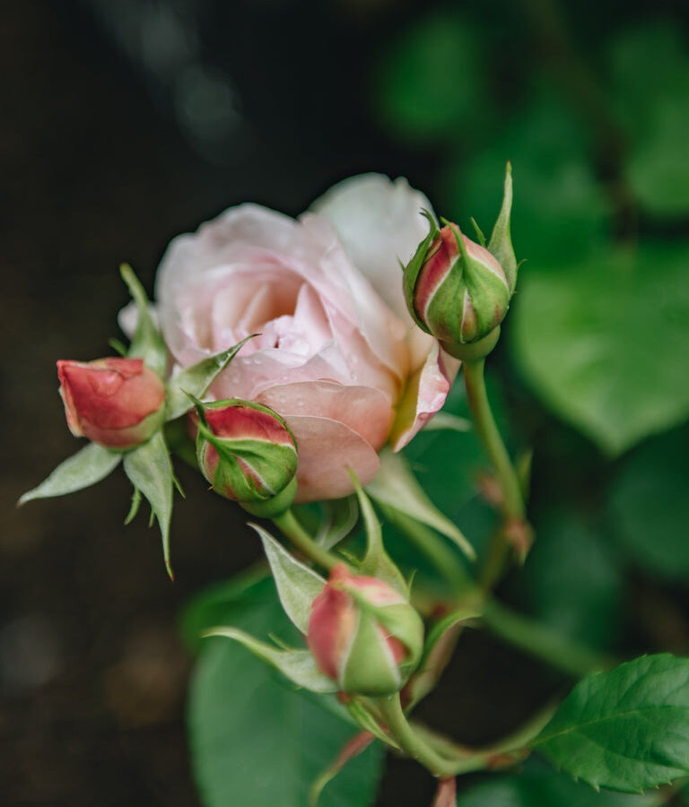 David Austin rožė „Rosa Emily Brontë“