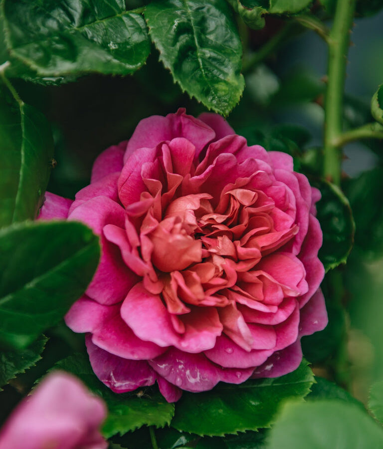 David Austin rožė „Rosa Princess Anne“